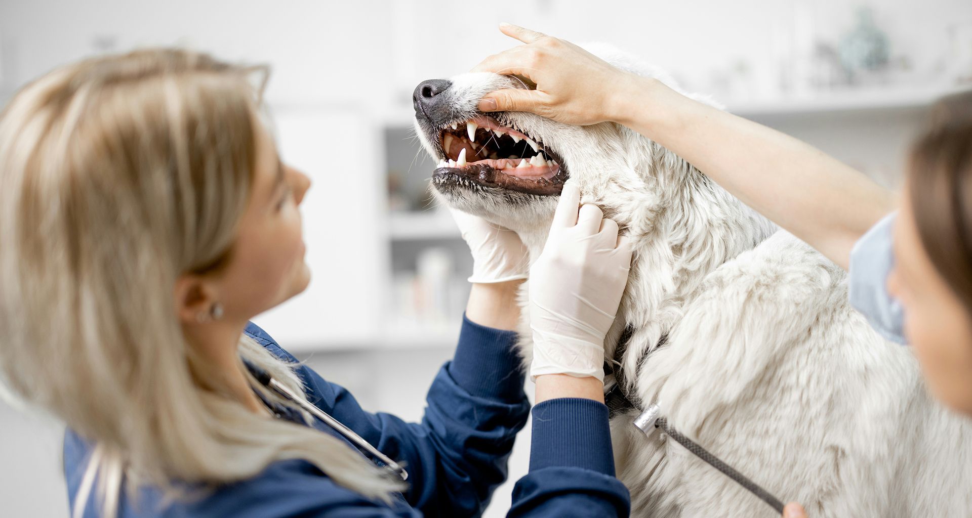 Dental Care