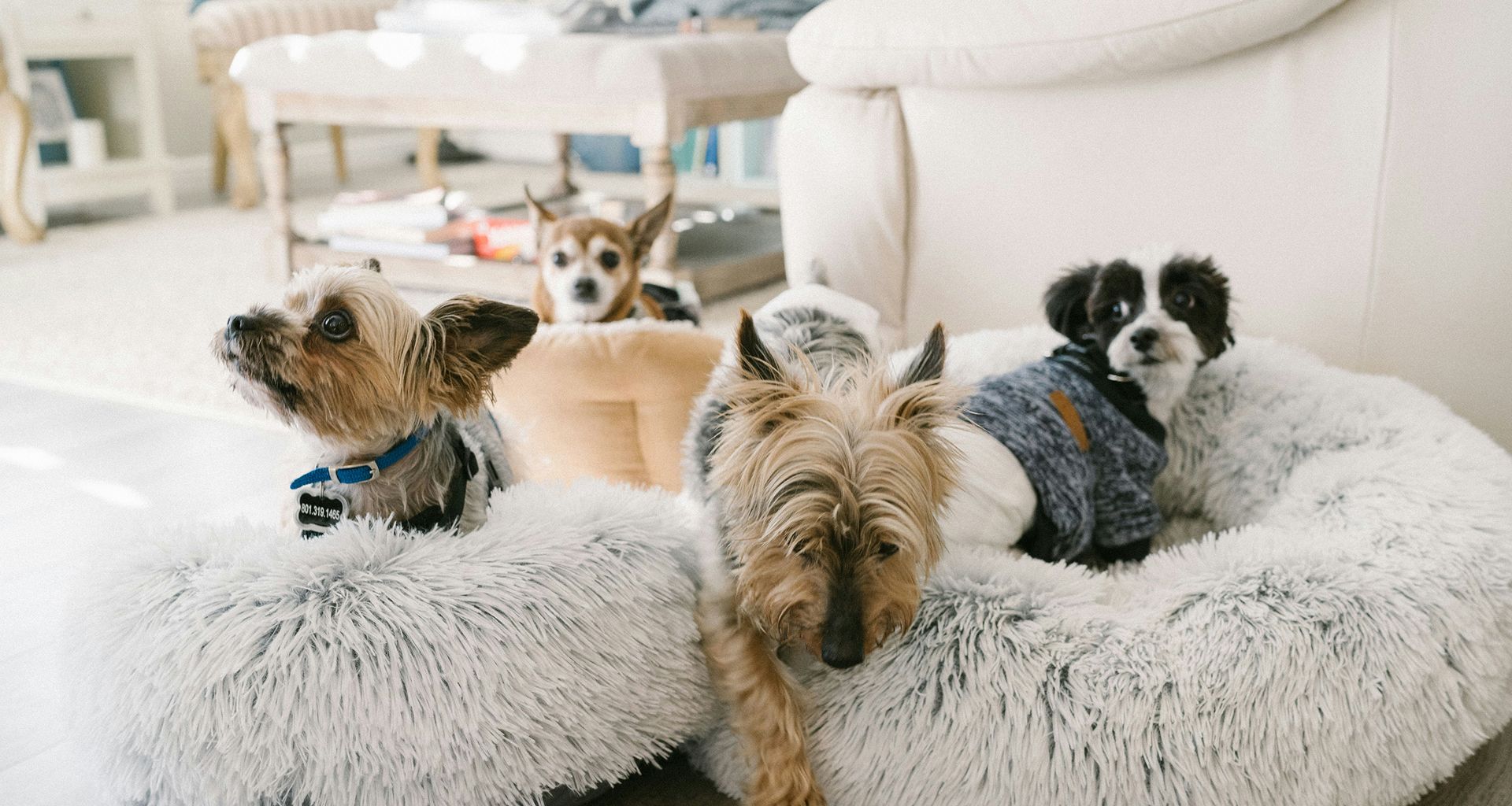 Pet Daycare