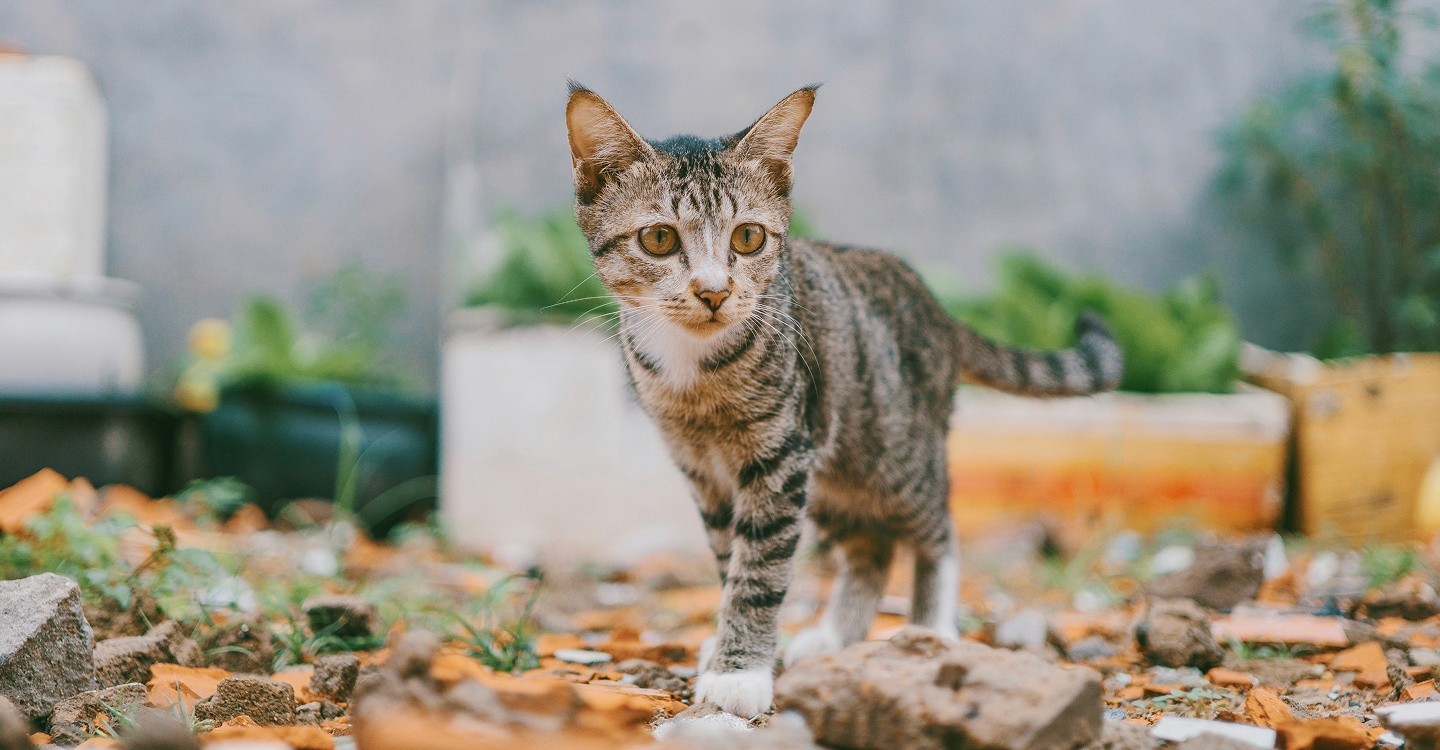 Recognize pet emergency warning signs to protect pets