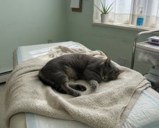 Cat Sleeping