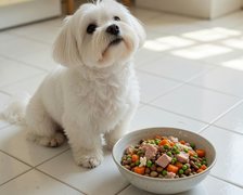 Dog Food
