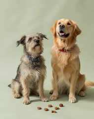 Treating every pet like family