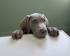 Cute Dog